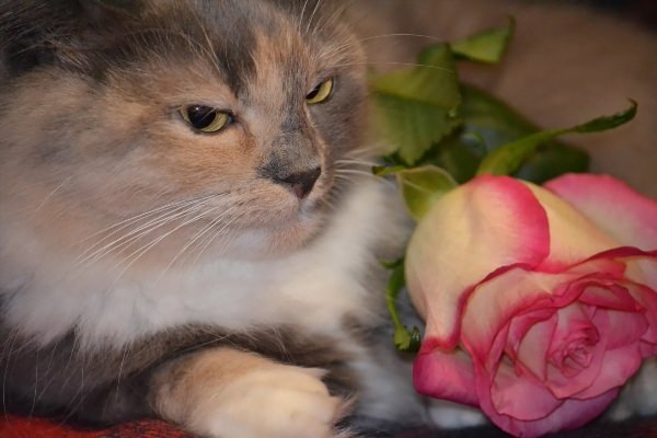 Домашний кот и роза
