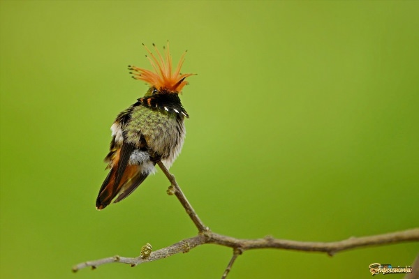 Пчелиная птица зунзунцито