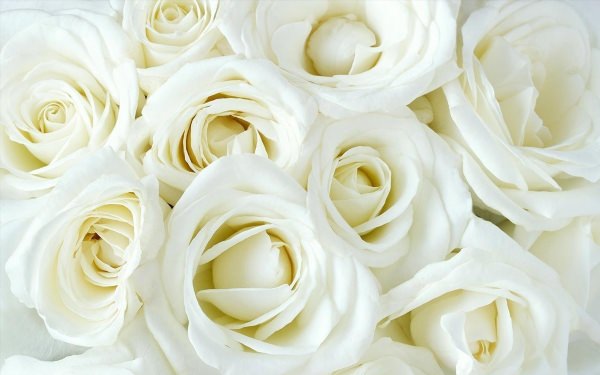 Обои розы белые