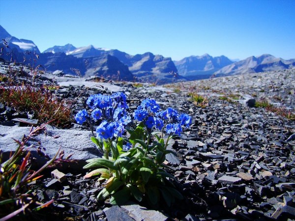 Голубые цветы в горах