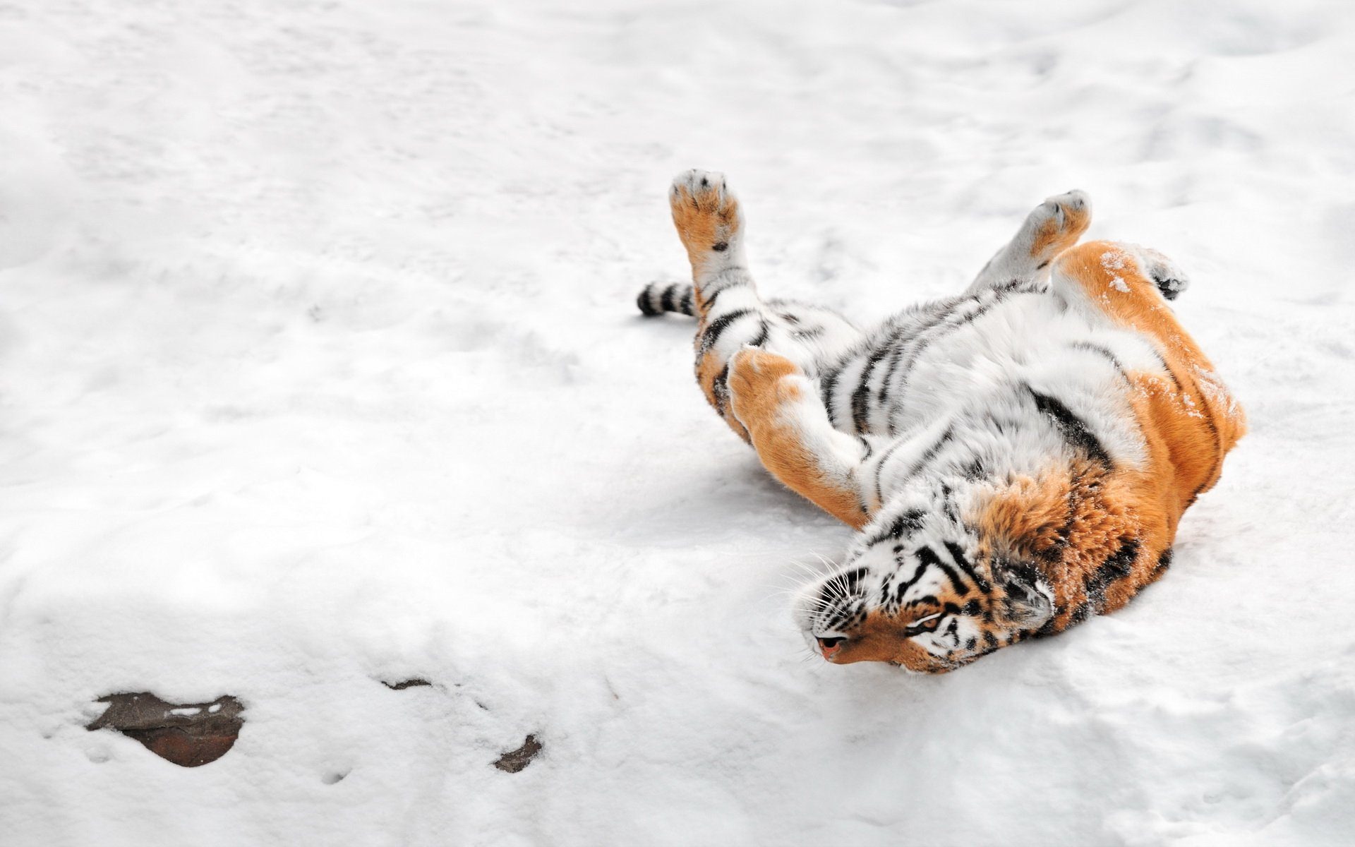Зверя по следам слушать. Следы Амурского тигра на снегу. След Амурского тигра. Тигриный след на снегу. Лапа Амурского тигра.