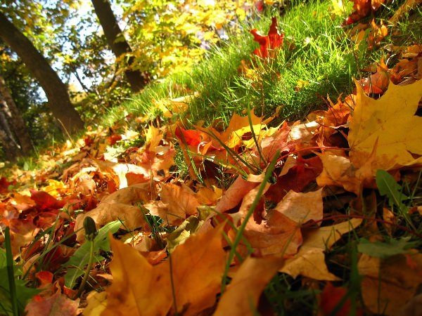 Осень листва