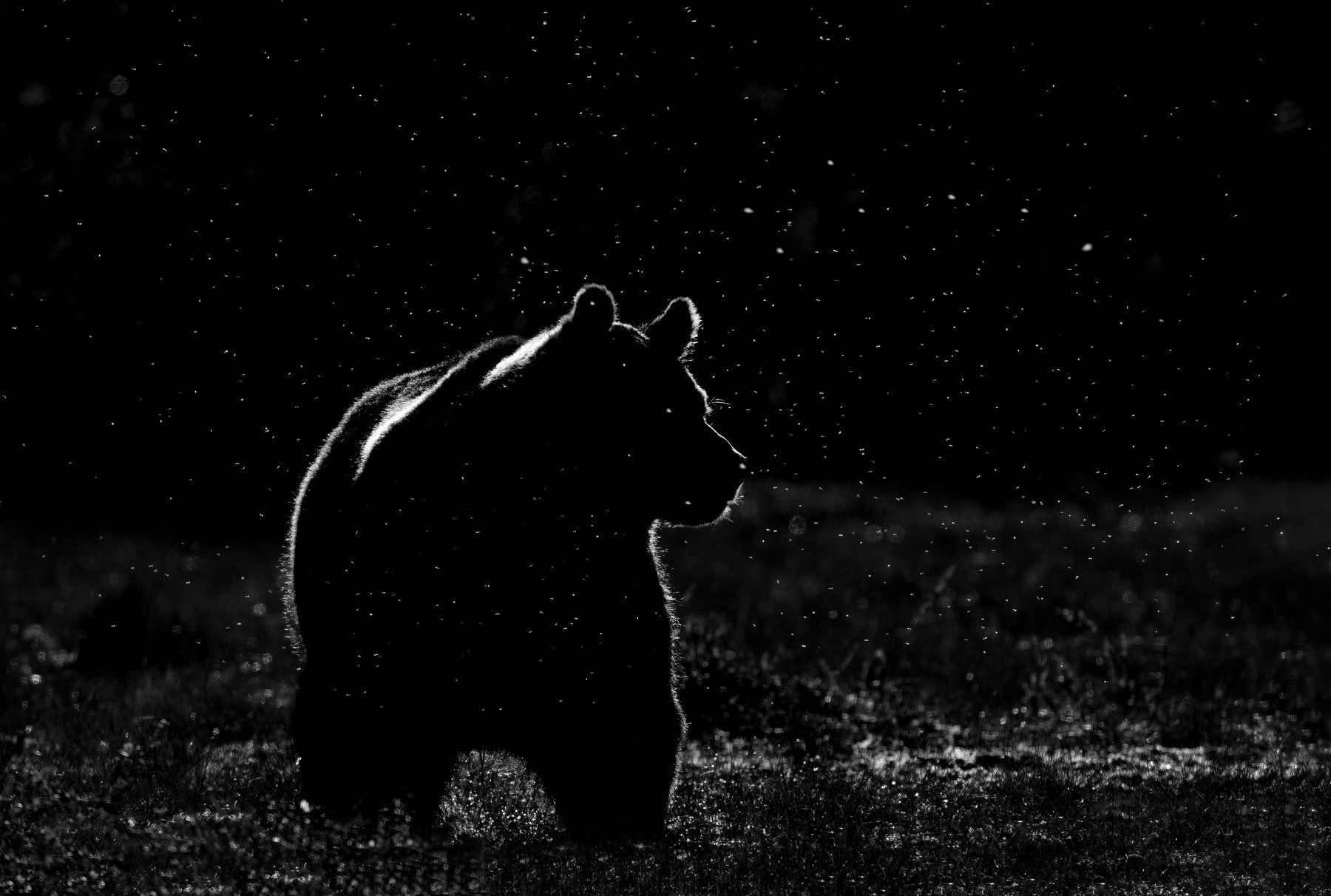Медведь на черном фоне. Медведь на темном фоне. Черный медведь на черном фоне. Медведь ночью.