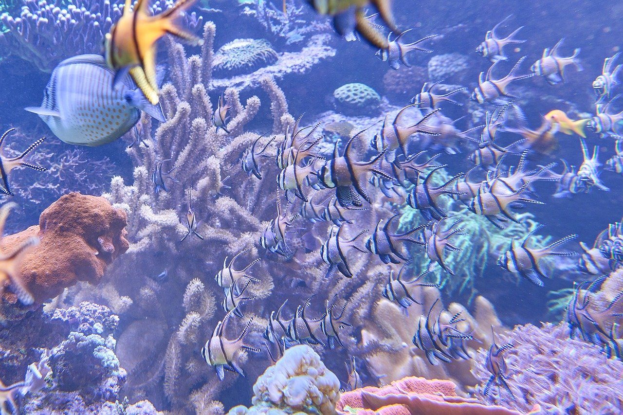 Кто живет на дне морском. Обитатели морского дна. Подводный мир кораллы. Морское дно с рыбками. Морской мир.