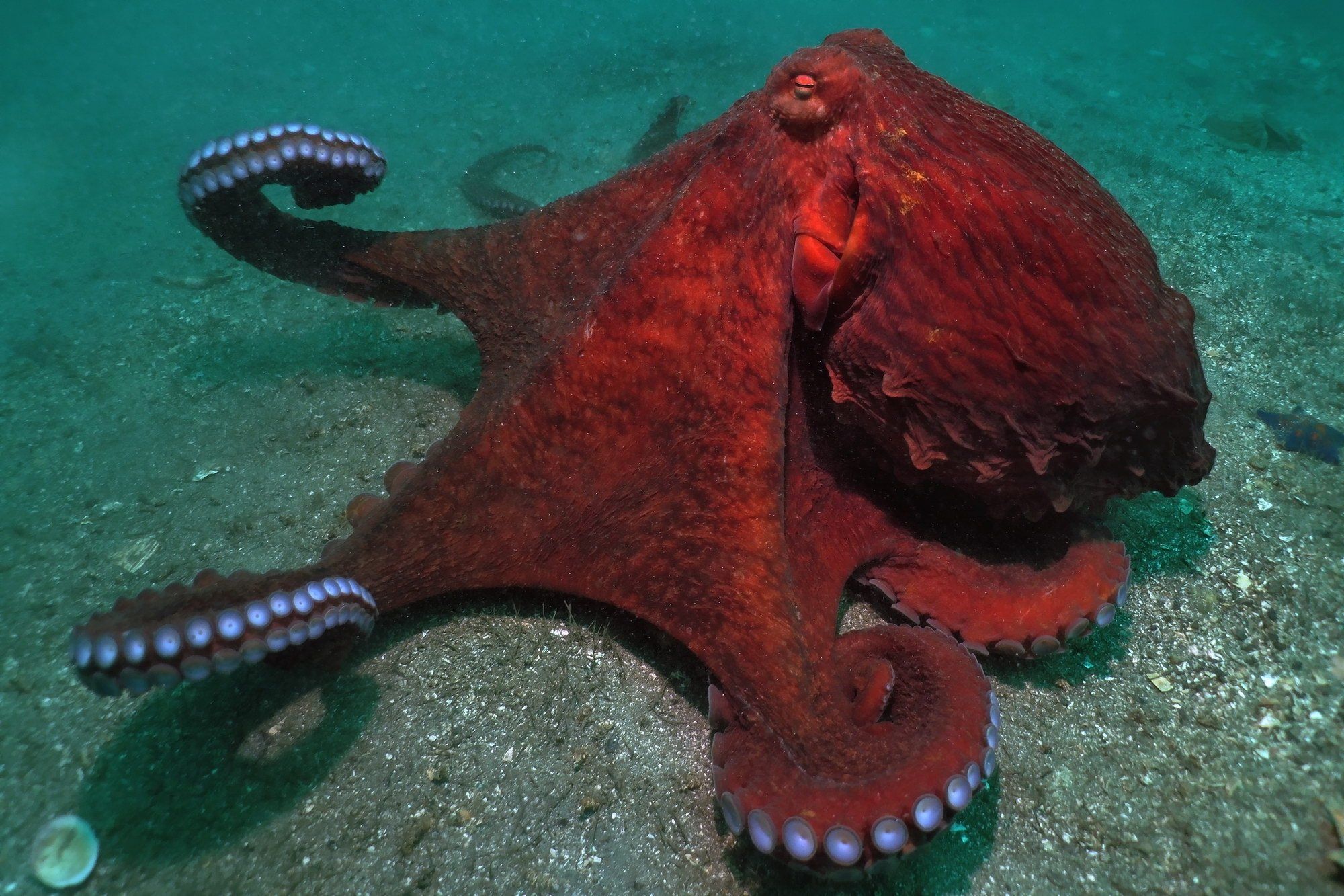 Тип симметрии осьминога. Морские обитатели. Морские животные японского моря. Морские обитатели осьминог. Осьминог японского моря.
