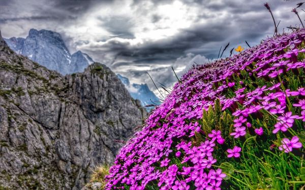 Красивые горные цветы