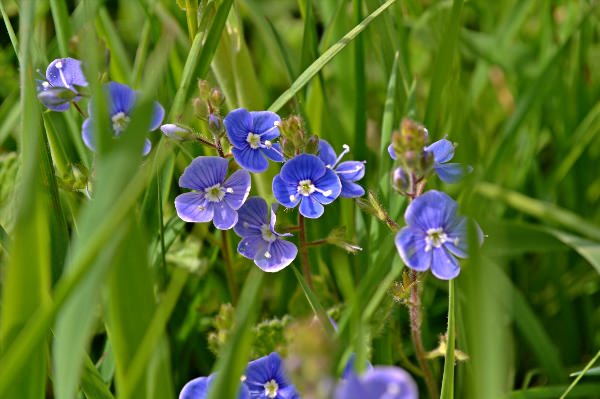 Голубые луговые цветы