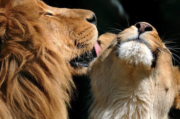 Влюбленный лев