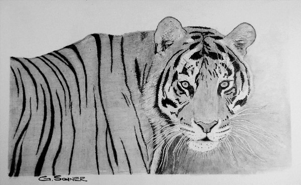 Тигр рисунок карандашом реалистичный