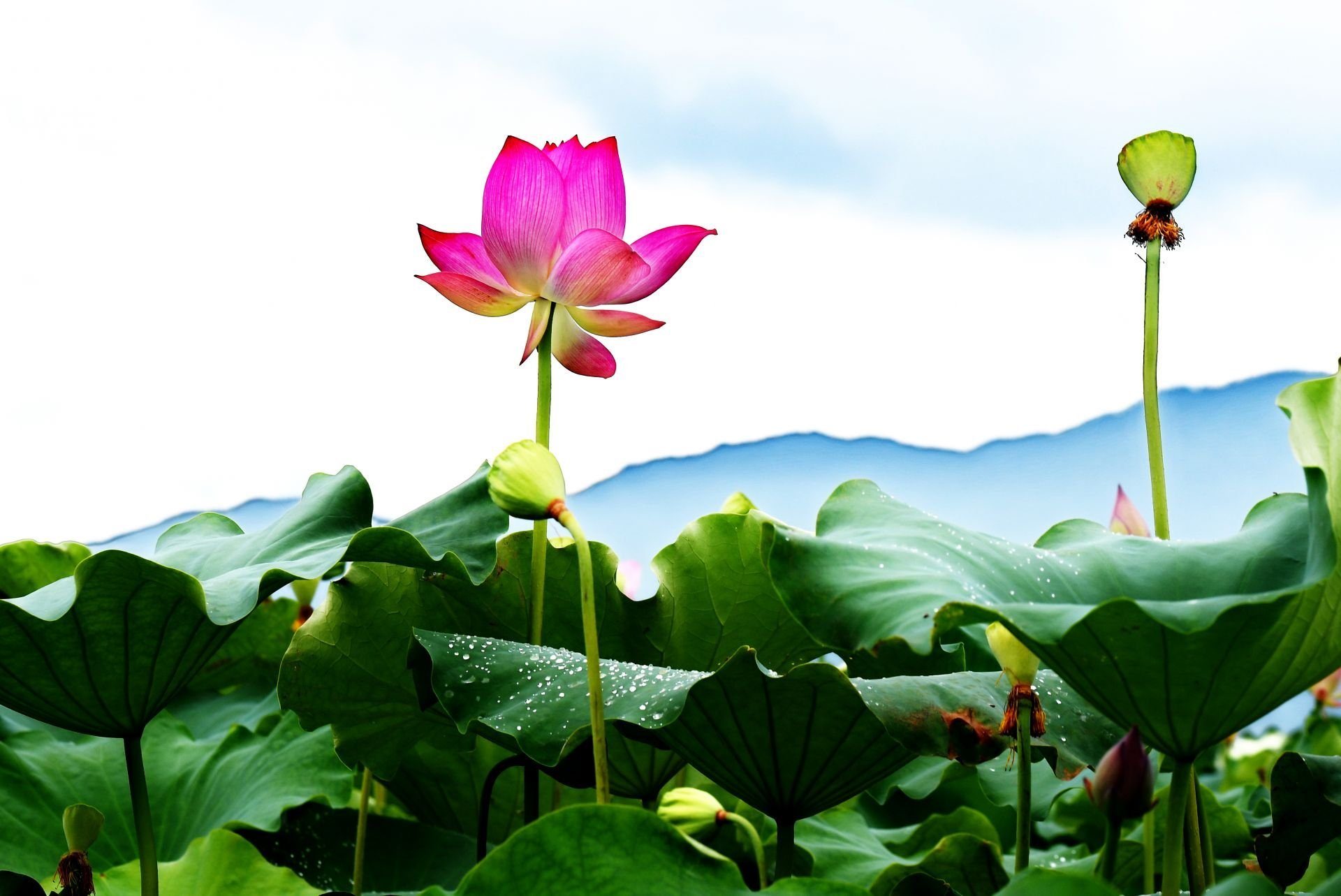 Озера красной книги. Фиалка озеро лотосов. Лотос орехоносный цветение. Озеро лотосов (д. Муйне). Долина лотосов Тайланд.