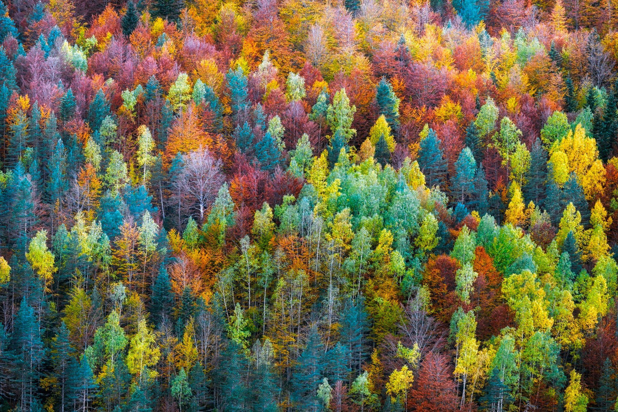 Яркие цвета природы. Краски осени. Разноцветное дерево. Осенние краски природы. Пестрый осенний лес.