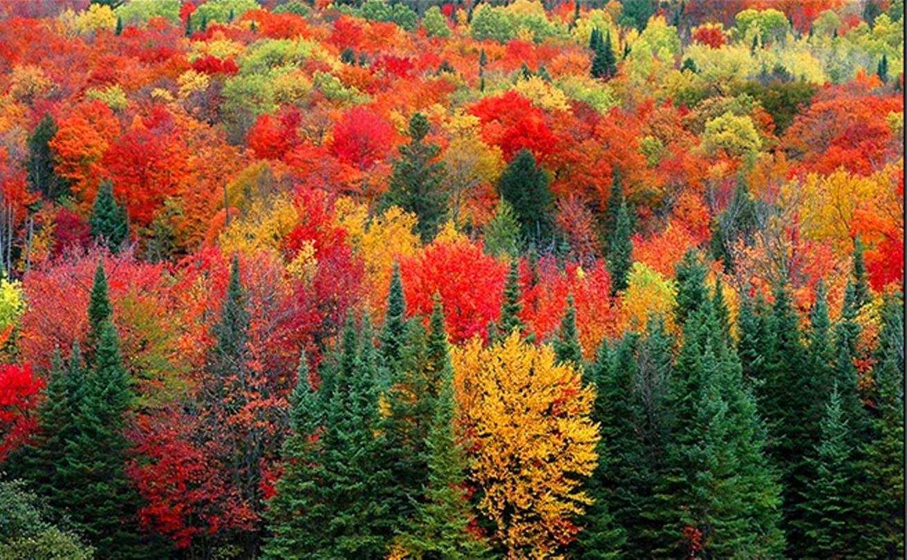 Вот и пришла разноцветная осень. Лес точно Терем расписной лиловый золотой багряный. Лиловый золотой багряный. Лес точно Терем расписной. Осенний лес лиловый золотой багряный.