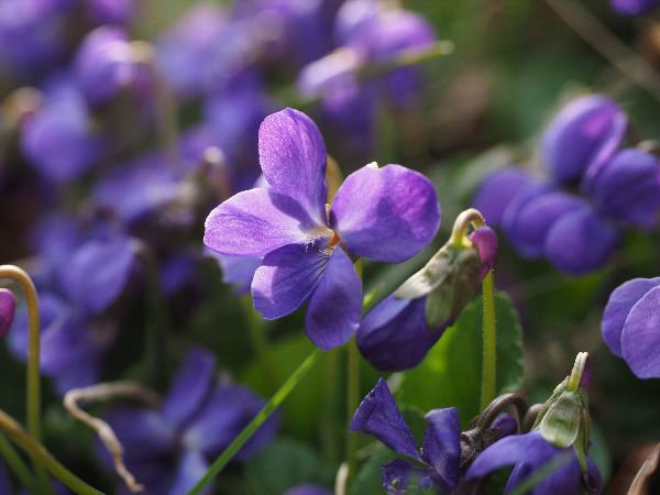 Фиолетовые лесные цветы