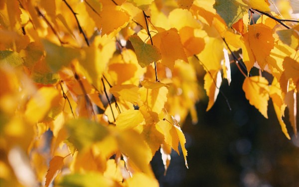 Березовый лист осенью