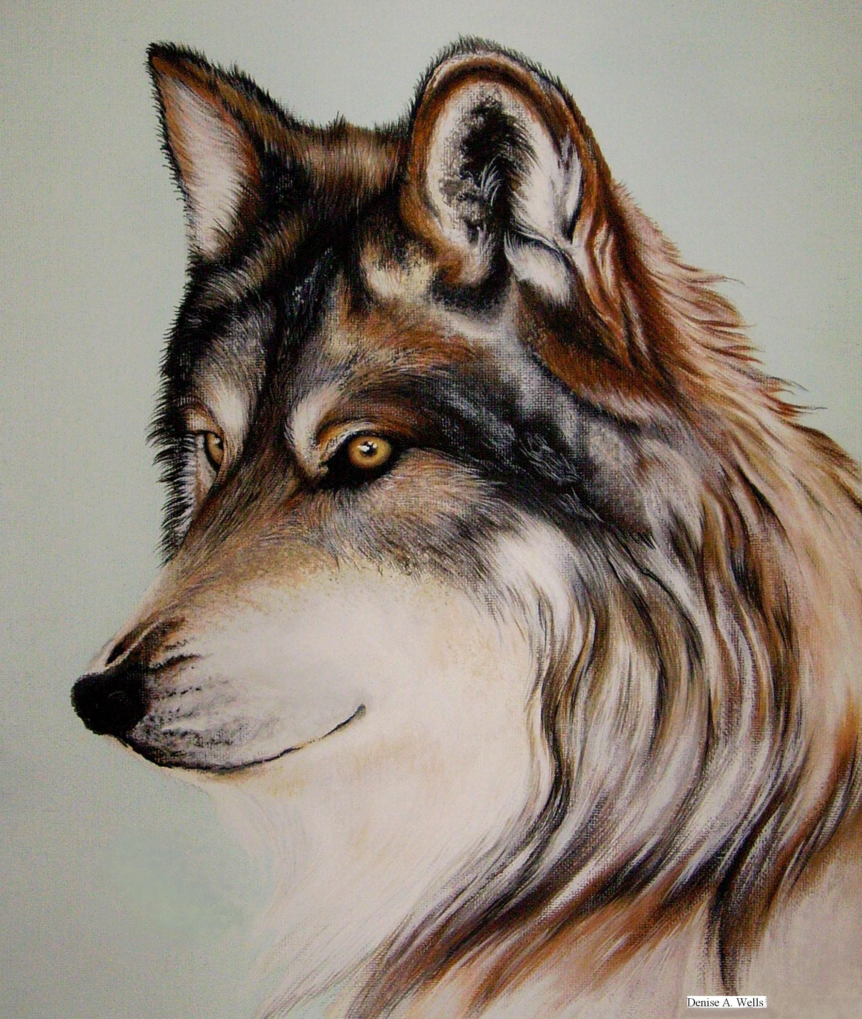 Волк рисунок. Нарисовать волка. Крисонок волка. Реалистичное изображение животных.