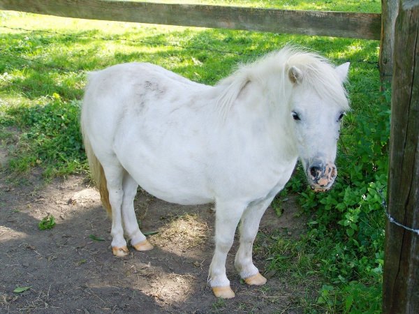 Белая пони