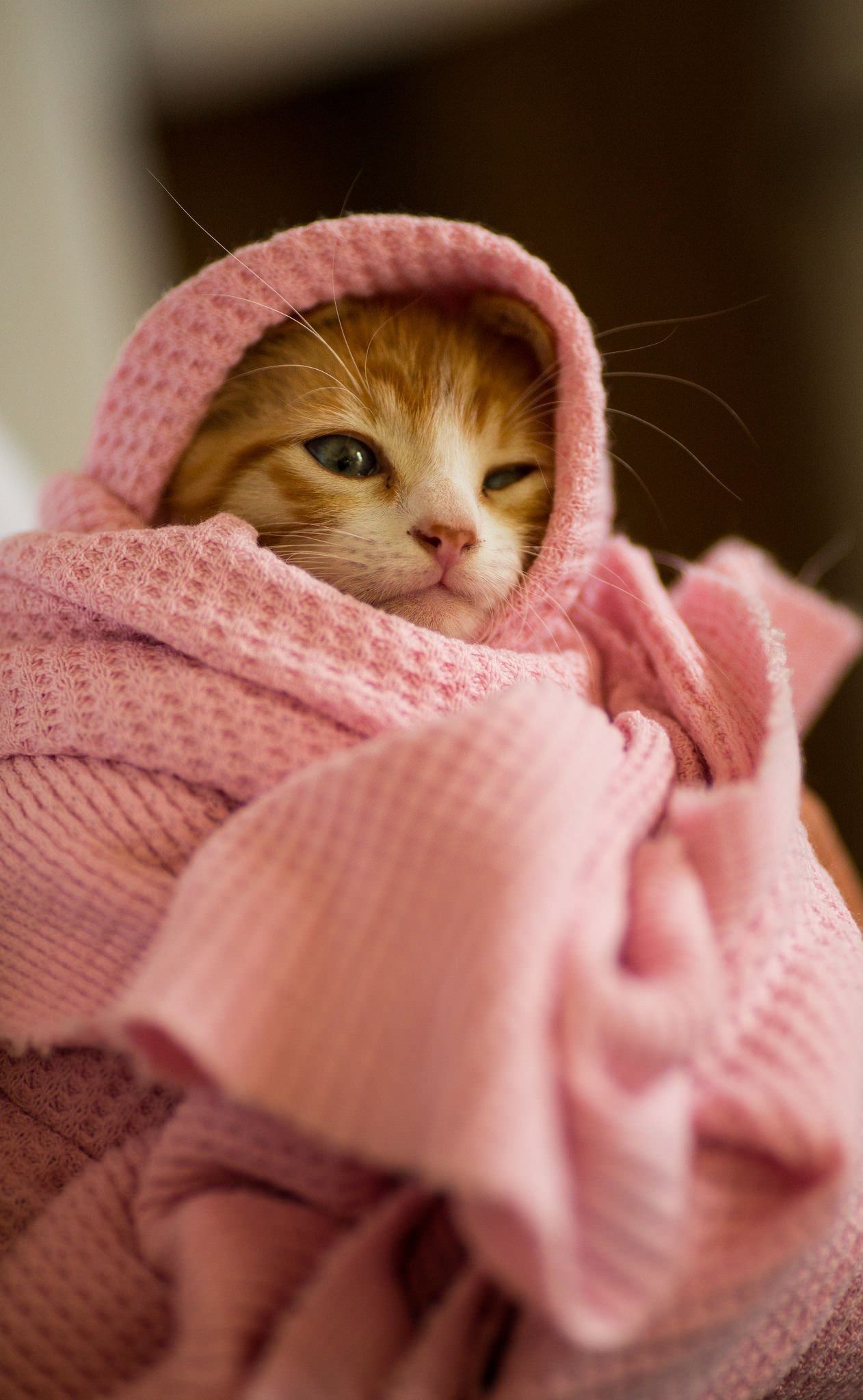 Котик укутанный в одеяло