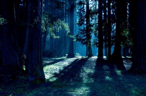 Фоны с ночным лесом