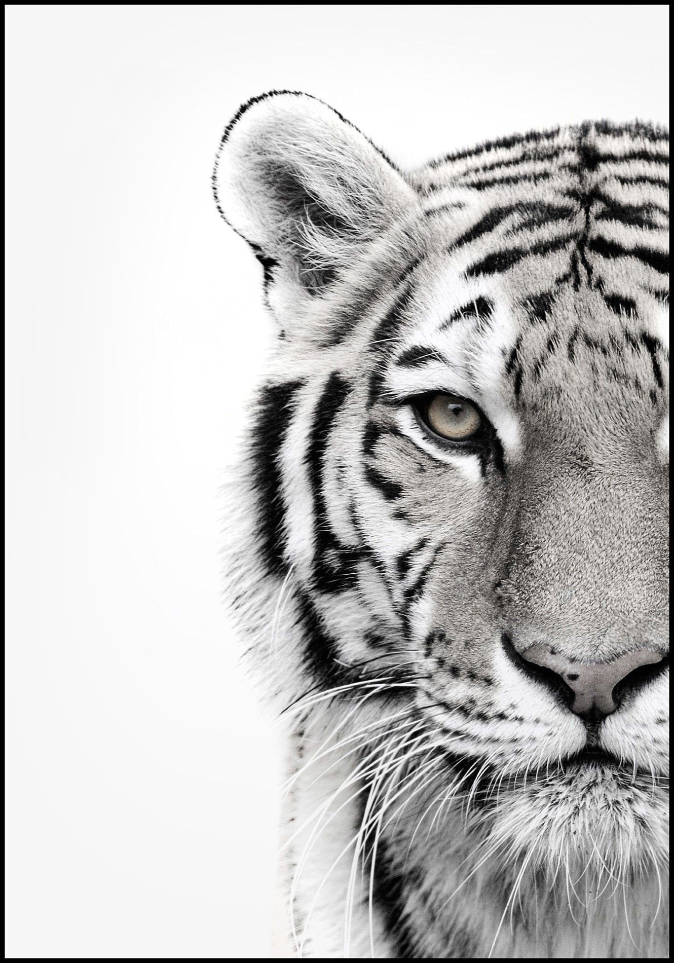 Черно белые звери. Тайгер тигр. Тигр черно белый. Тигр морда. Белый тигр.