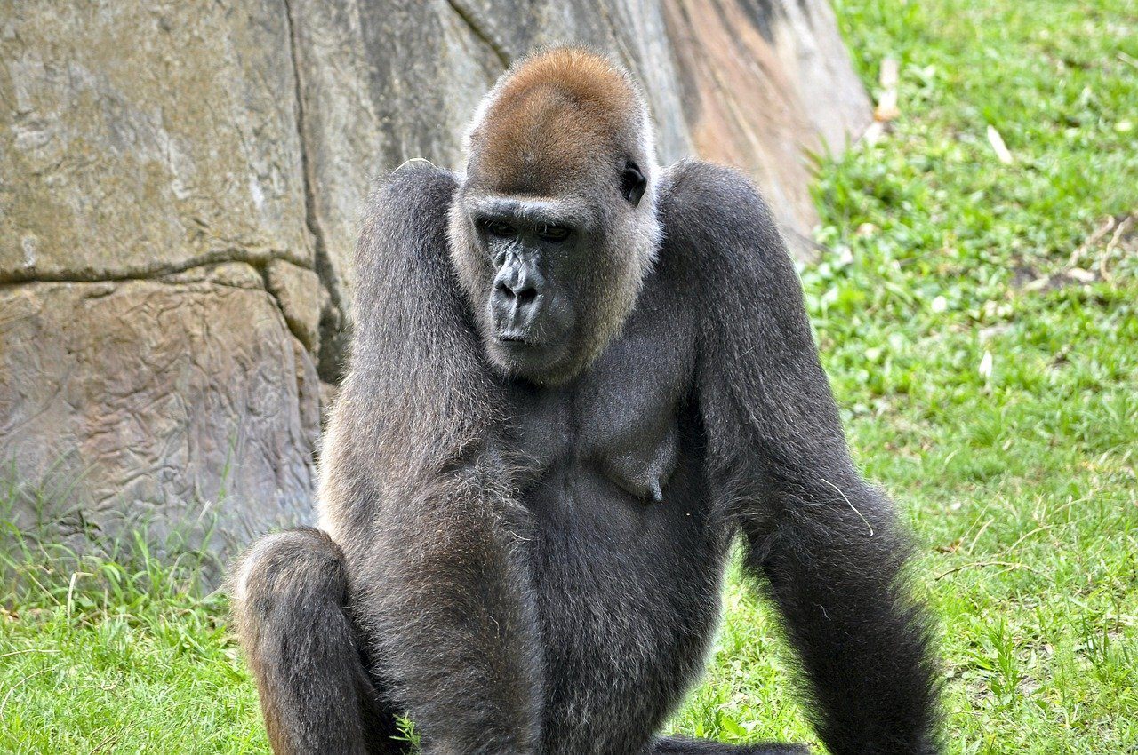 Горилла человекообразная обезьяна. Человекообразные обезьяны гориллы. Приматы (человекообразные обезьяны). Серебристая горилла. Обезьяна без хвоста.