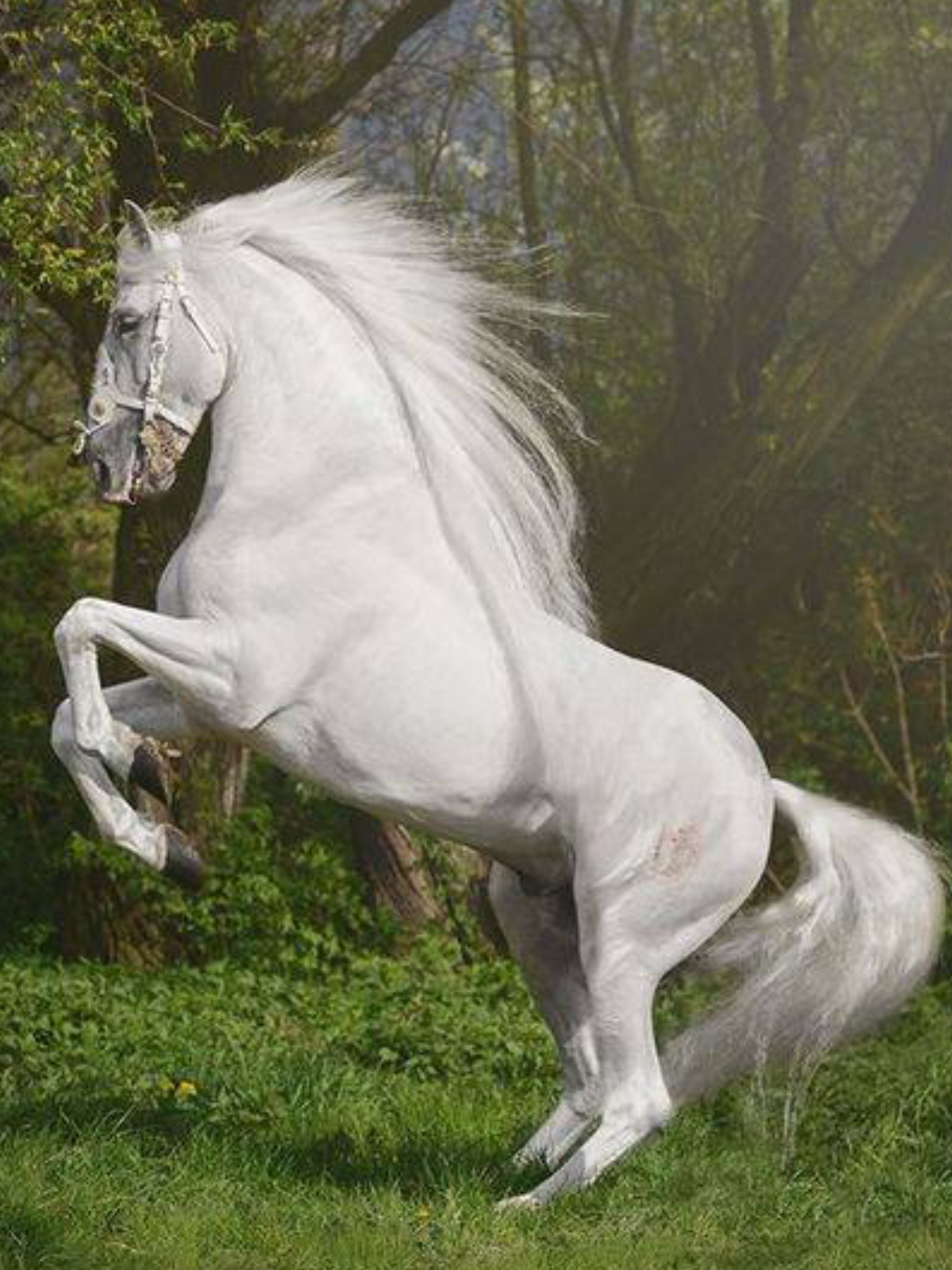 Фризская лошадь альбинос. Лошади породы фриз альбинос. Андалузская лошадь белая. Шайр альбинос.