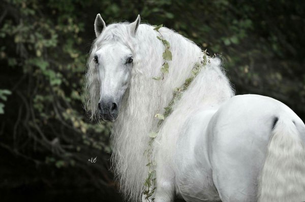 Фризская лошадь белая