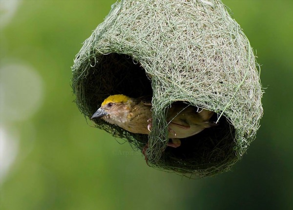 Необычные гнезда птиц