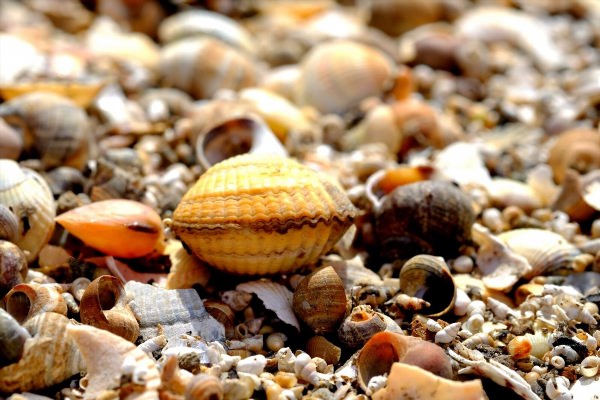 Съедобные моллюски черного моря