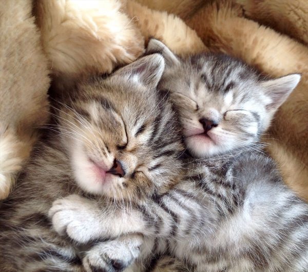 Два милых котика