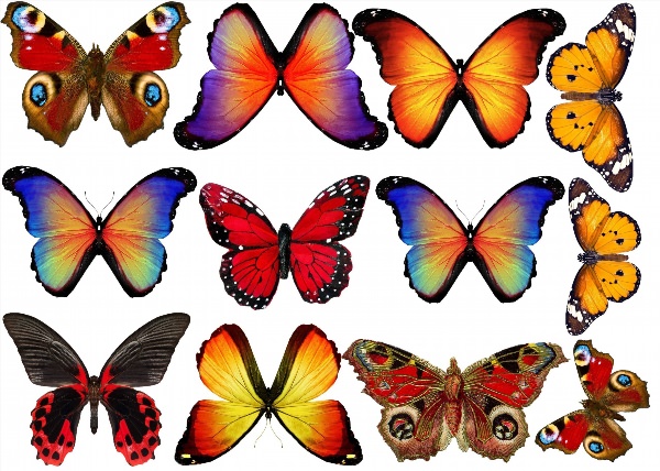 Цветные бабочки на светлом фоне