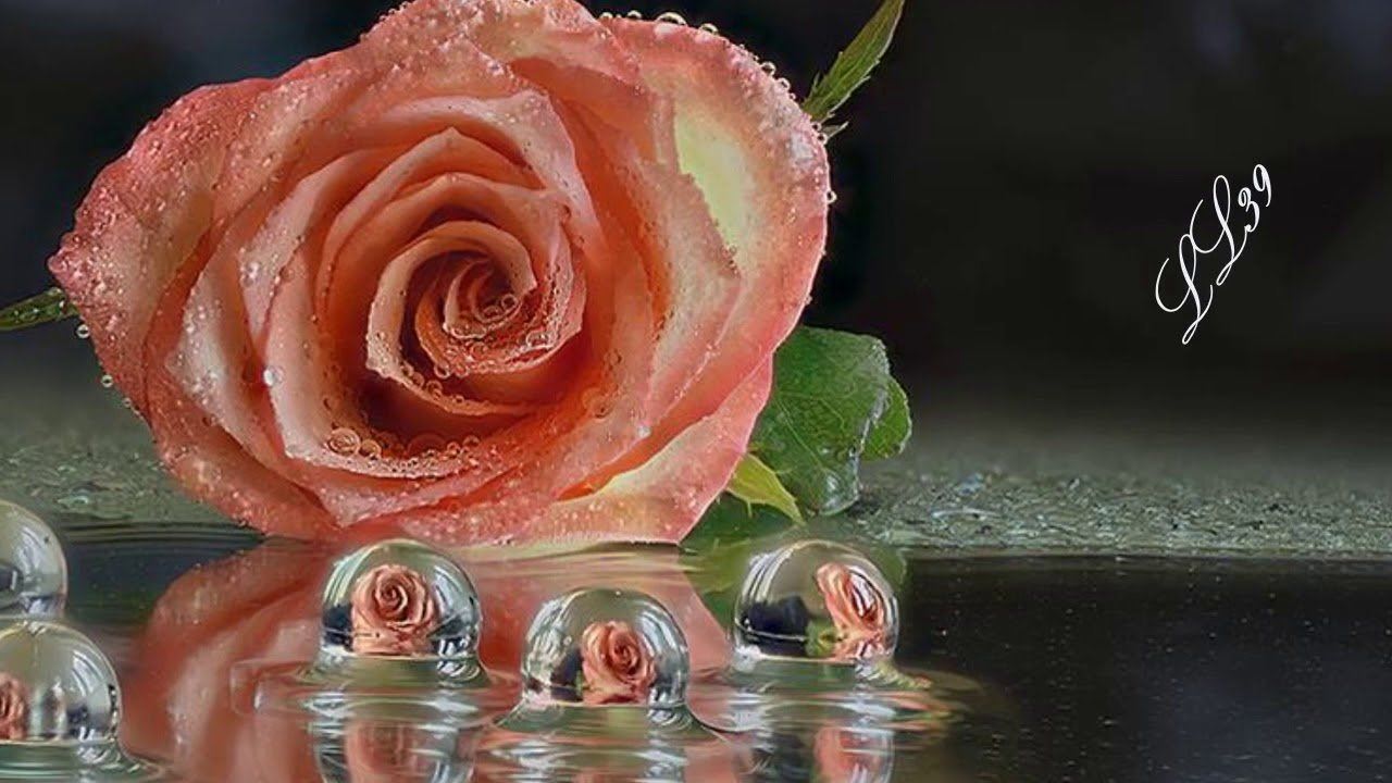 Розы в холодную воду или теплую. Розы отражающиеся в воде.