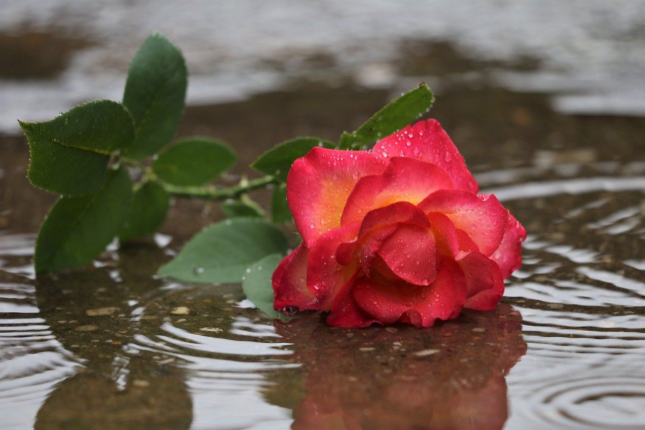 Розы в горячую воду. Розы в воде. Отражение розы в воде. Красивые розы в воде.