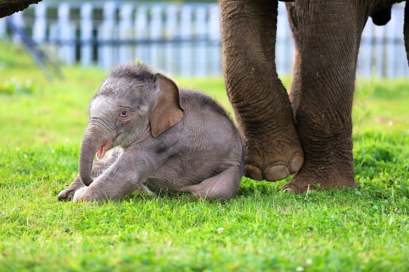 Сколько весит детеныш. Слоненок. Маленький Слоненок. Смешной слон.