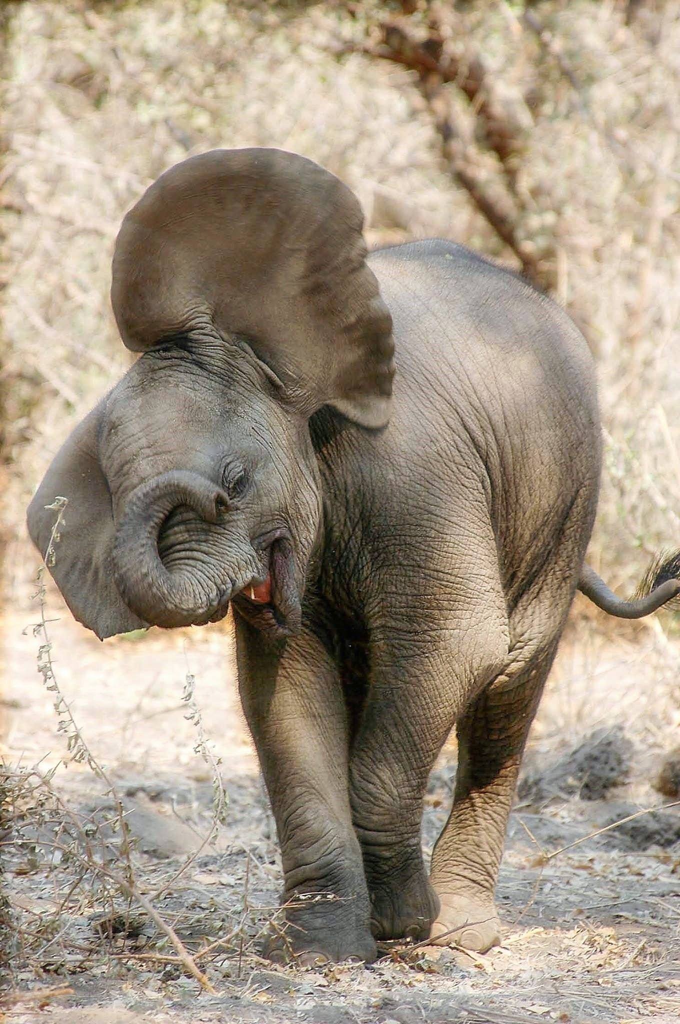 Веселый слоник