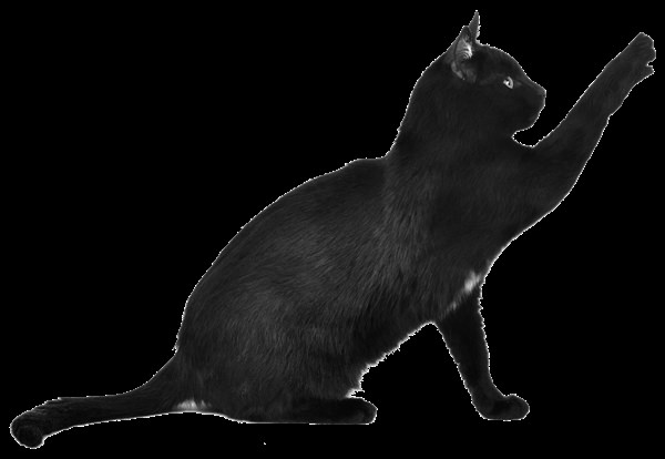 Белые фоны с черными кошками