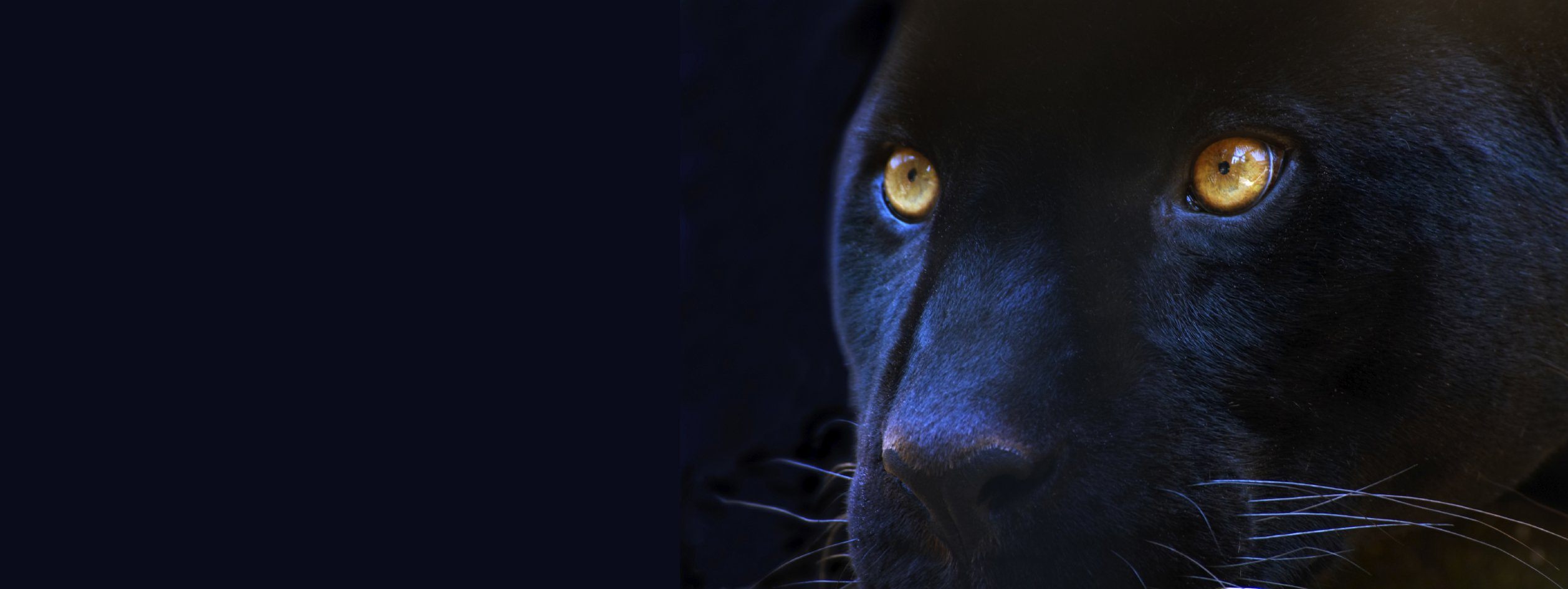 фанфик глаза пантеры светятся в ночи фото 11