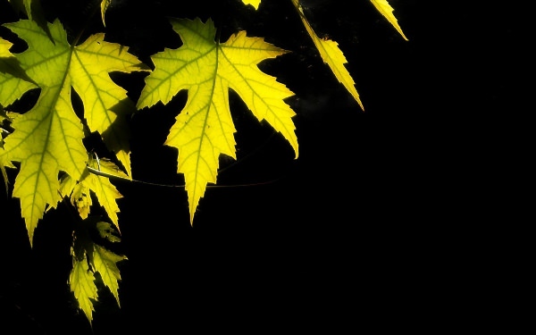 Черные фоны с листьями