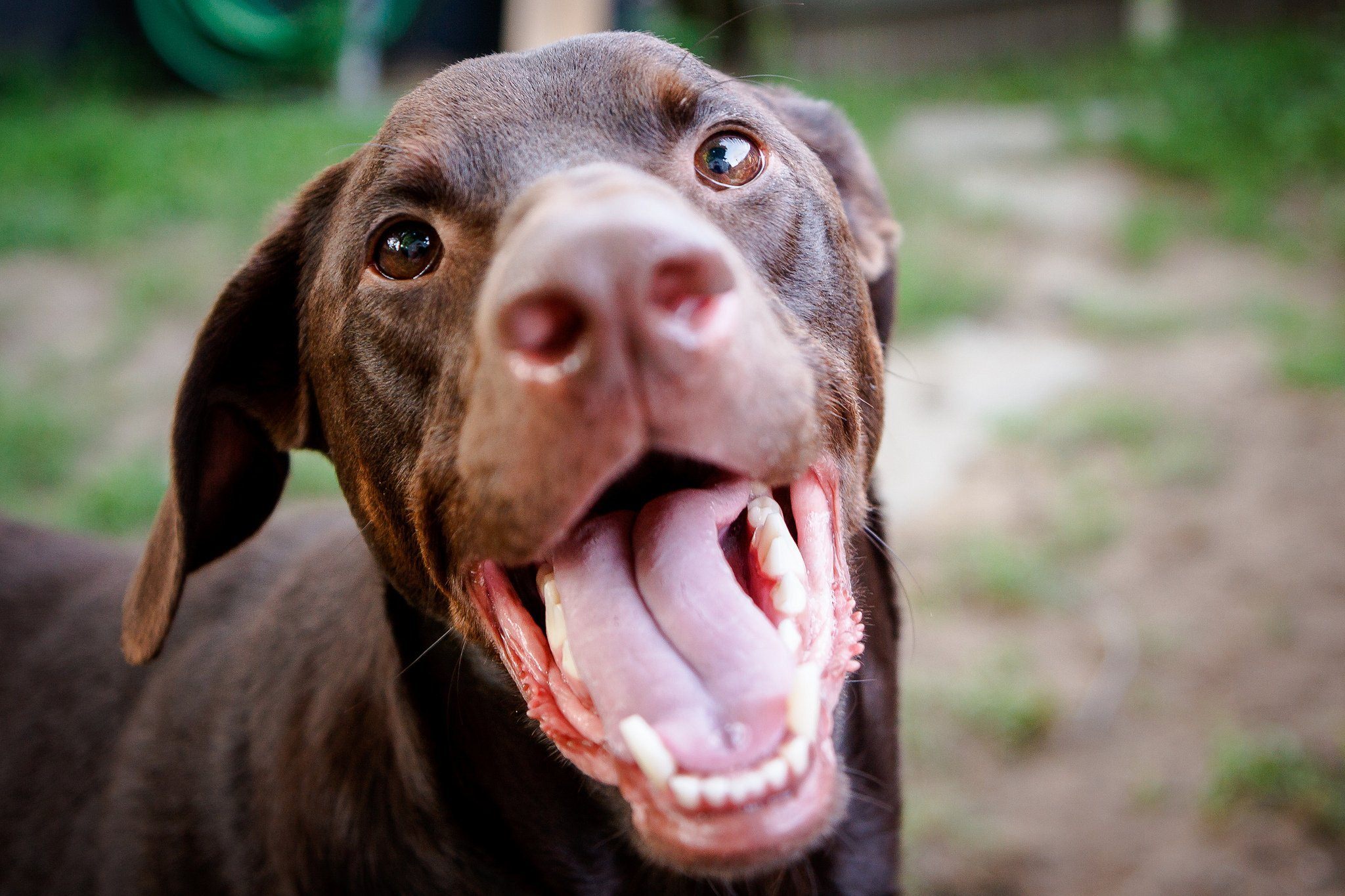 Почему собака дышит с высунутым языком. Собака с высунутым языком.