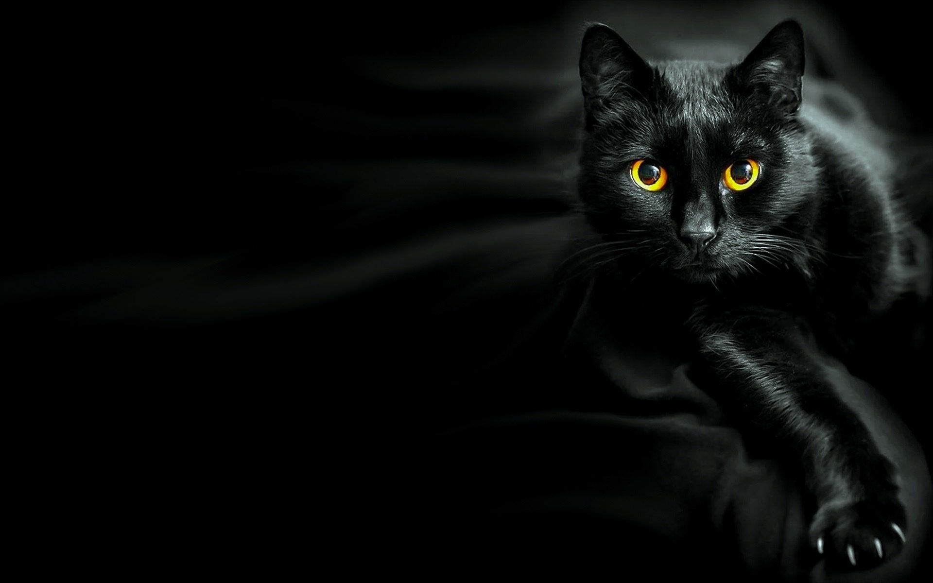 Черное фото на весь экран. Черная кошка. Красивая черная кошка. Красивый черный кот. Черная картинка.