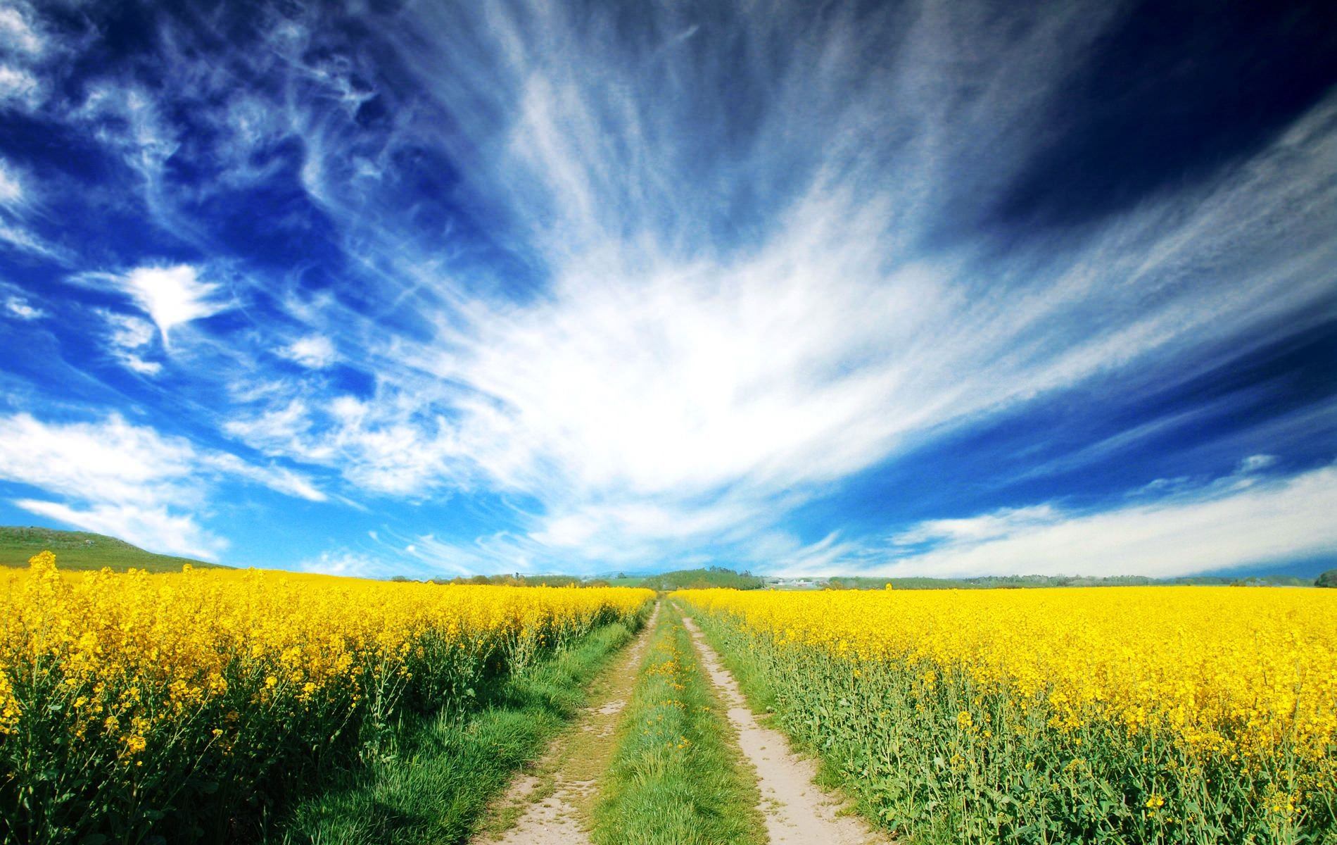 Песня небо голубое поле. Желтое поле голубое небо. В поле. Сине желтая природа. Поле и небо.