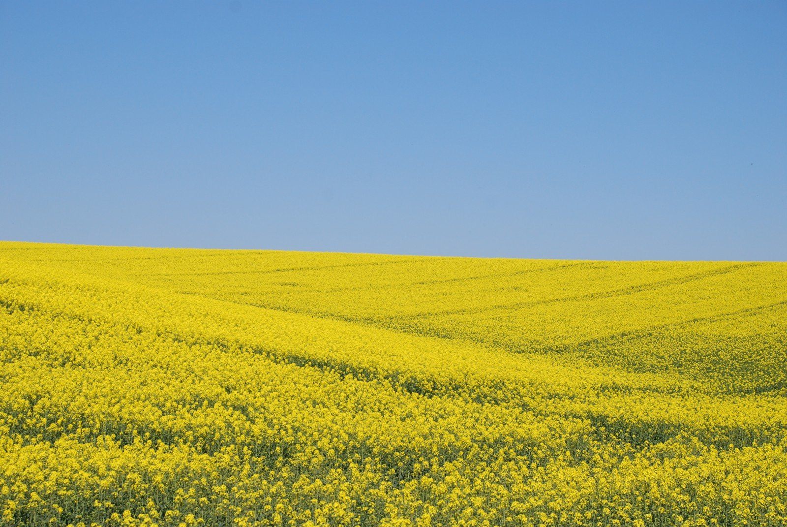 Поля Украины. Желтое поле. Желтое поле гороха. Лесопосадка в поле Украина. Виднелось желтое поле