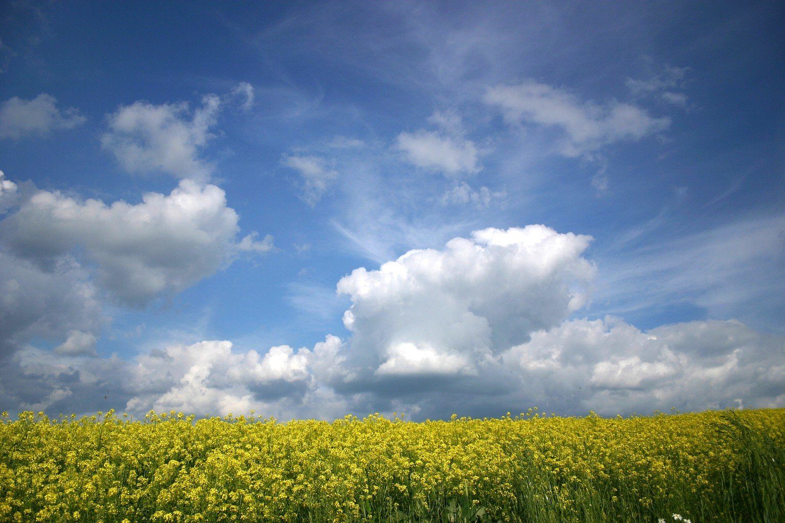 Песня небо голубое поле. Летнее небо с облаками. Природа небо. Поле и небо. Поле и небо Украина.