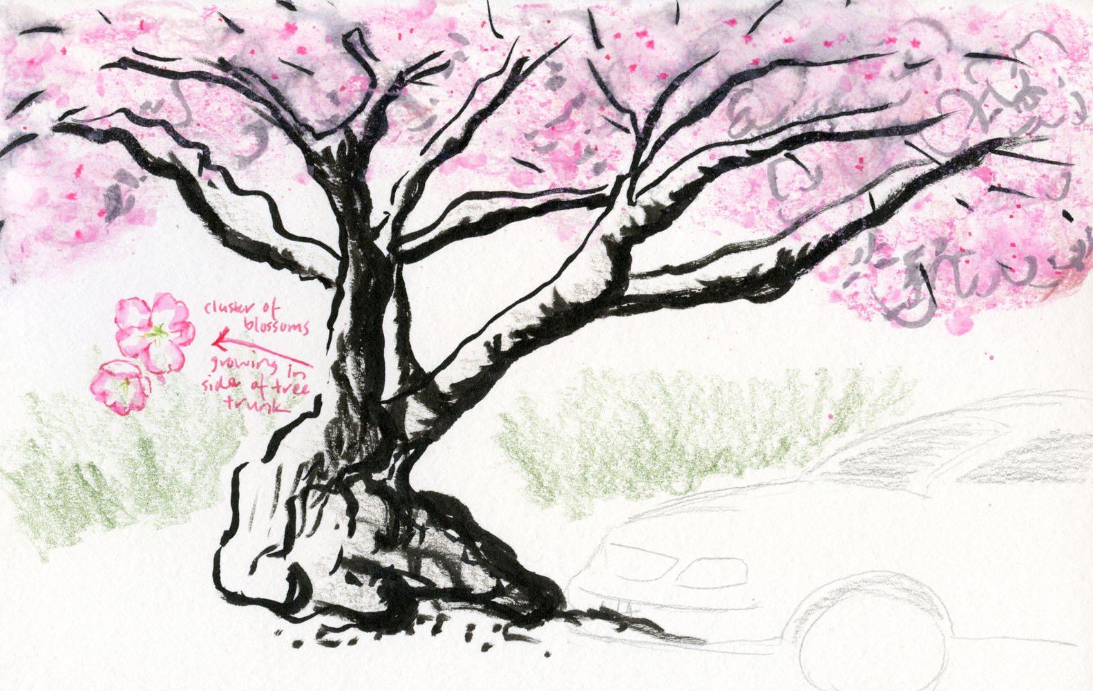 Как нарисовать дерево сакуры. Дерево Сакура карандашом. Сакура рисунок карандашом. Рисунок Сакуры для срисовки. Рисунок дерева для срисовки.