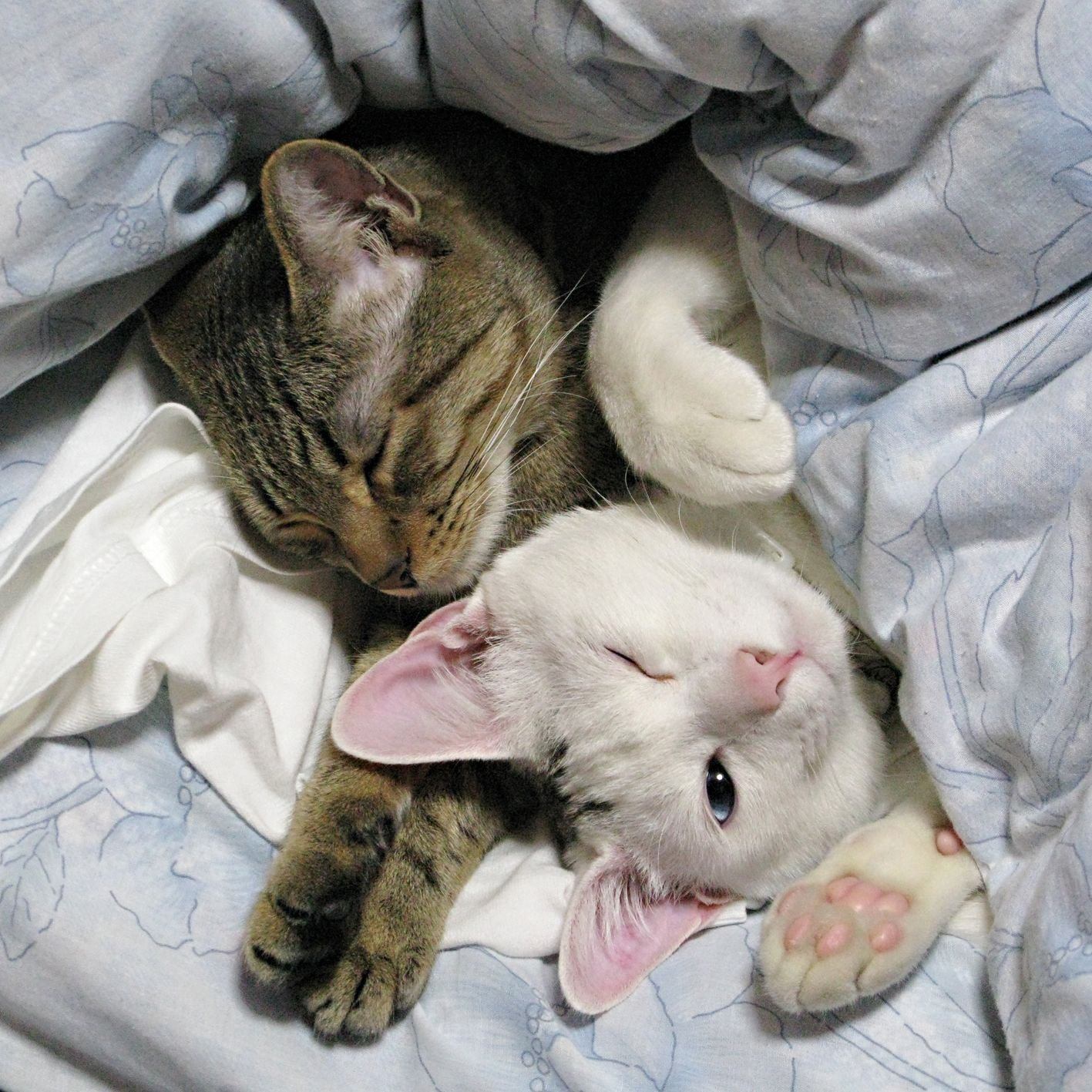 Котенок в постели. Спящие котята. Два котика под одеялом. Котенок под одеялом.