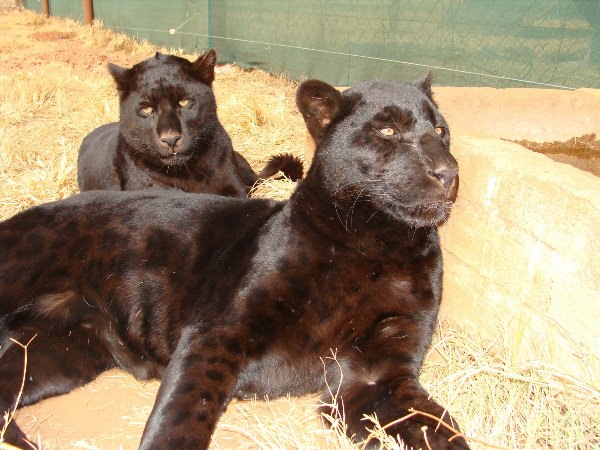 Пантера самец и самка