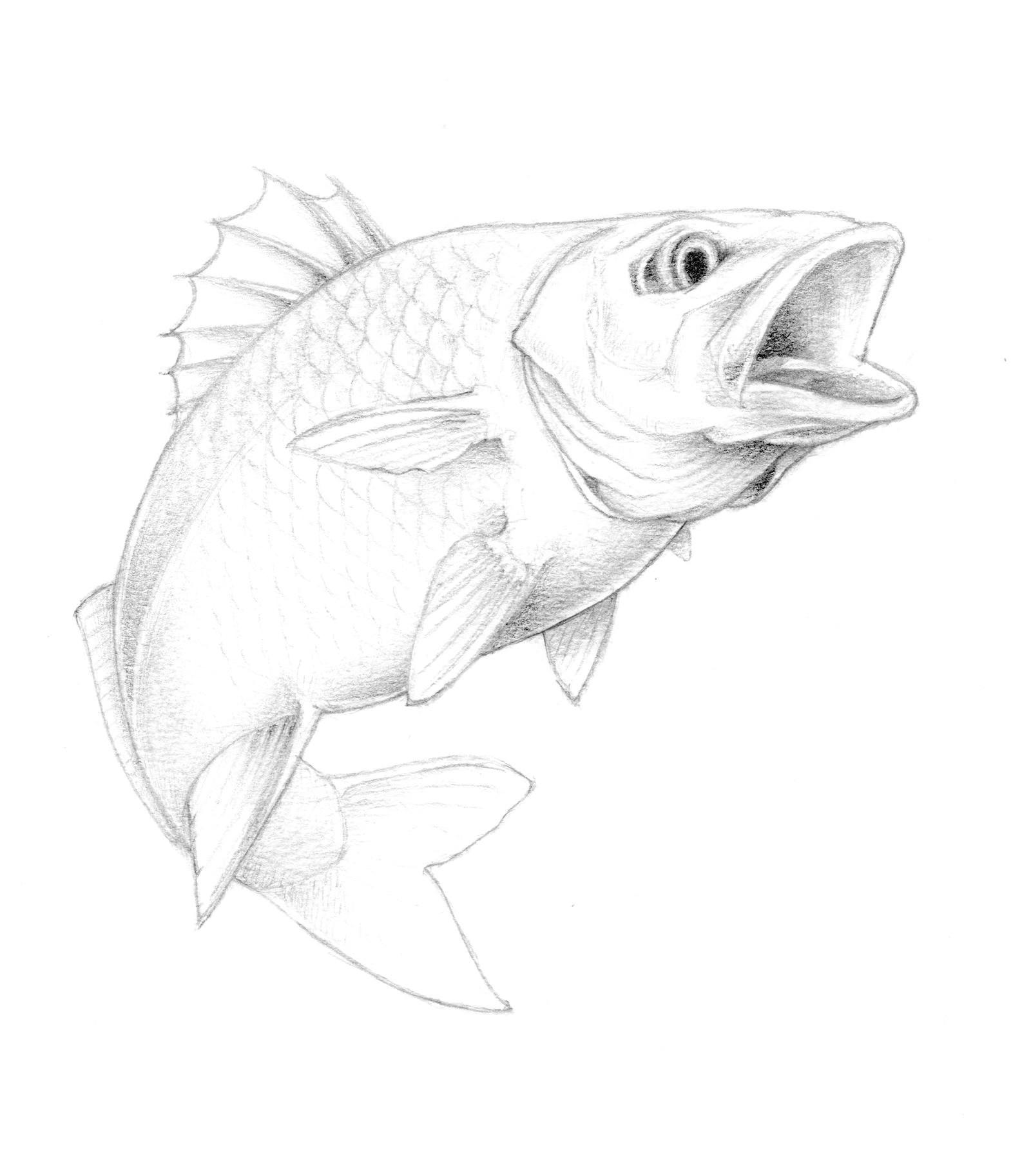 Рыба карандашом. Картинки рыб для срисовки. Рыбка рисунок карандашом. Рисунок рыбы для срисовки. Нарисовать рисунок рыбу