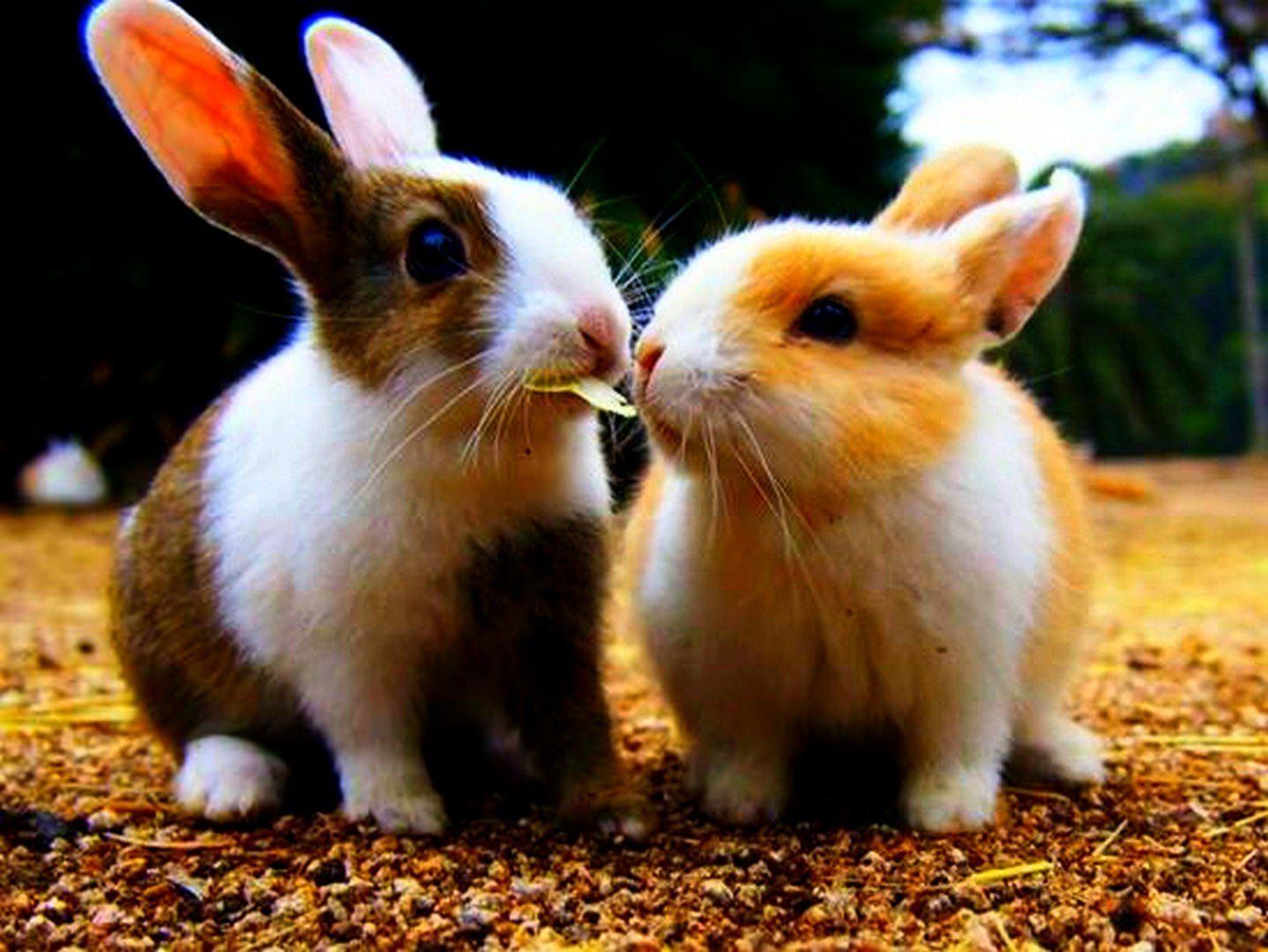 Большие и маленькие кролики. Куёнча расми. Куенча расми. Крольчата. Красивый кролик.