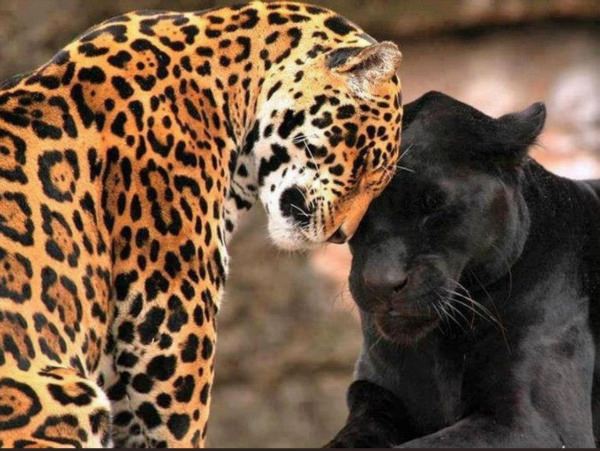 Леопард ягуар пантера