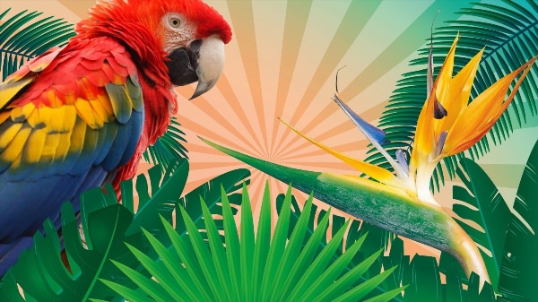 Тропические фоны с попугаями
