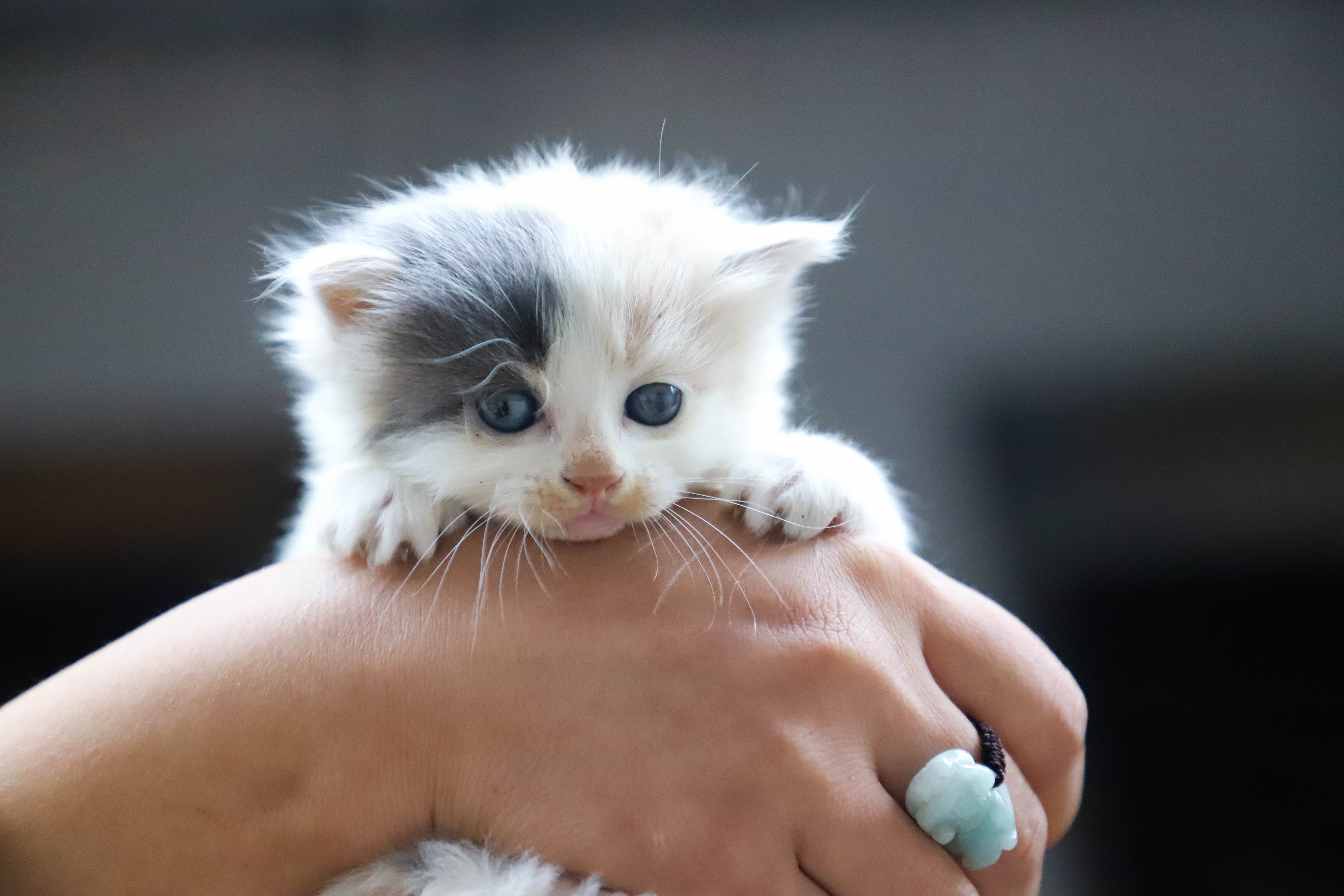Рождающие котята. Маленький котенок. Маленькие котята пушистые. Маленький милый котенок. Маленькие котята девочки.